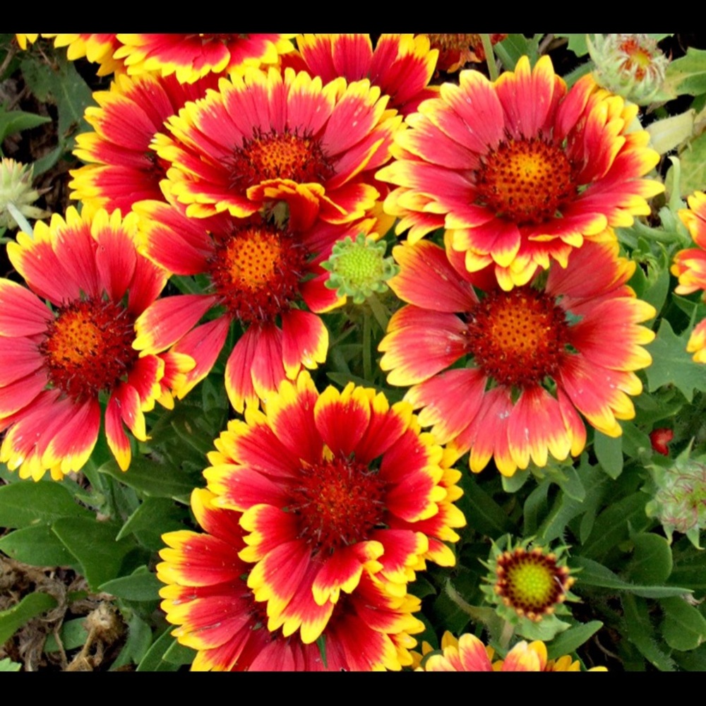 Meet your Posher, Camryn